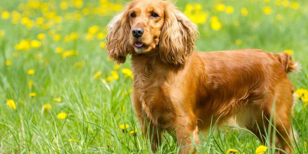 Cocker Spaniel